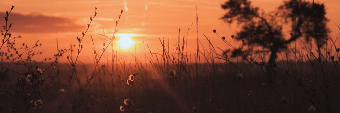 Newsletter Header 2 (3)